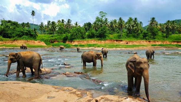 istock Elephant herd in a riverbed in Sri Lanka 1724407745