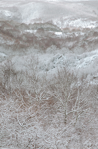 Winter landscape with trees and a snowy mountain in Baixa Limia Serra do Xures Natural Park