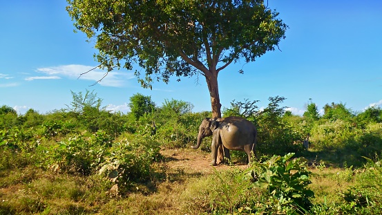 exhausted indian elephant in Sri Lanka leans against a tree. Only a few more hours or days to birth. udawalawe national park