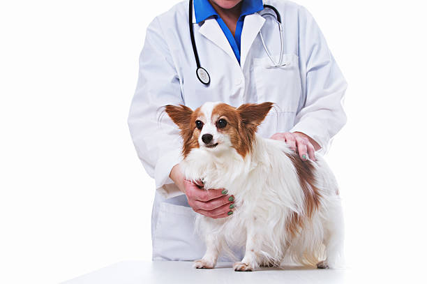 istock Veterinarian and Dog 172440872