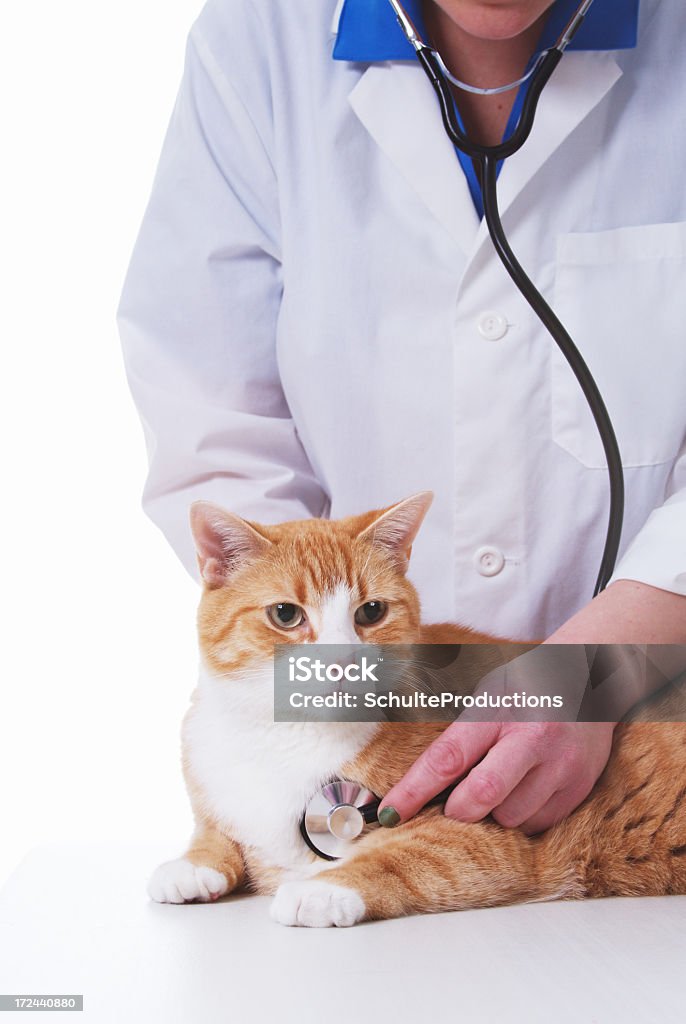 Tierarzt - Lizenzfrei Arbeiten Stock-Foto