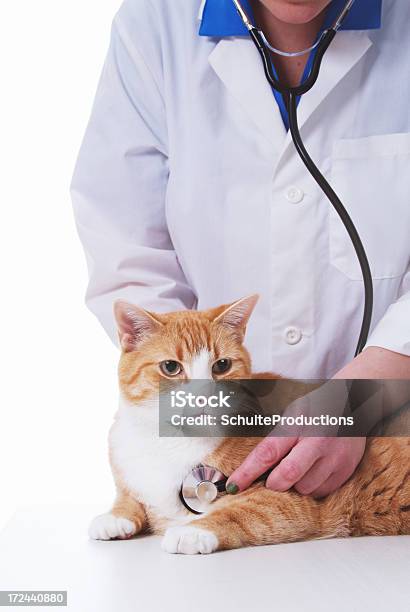 Tierarzt Stockfoto und mehr Bilder von Arbeiten - Arbeiten, Berufliche Beschäftigung, Europäischer Abstammung