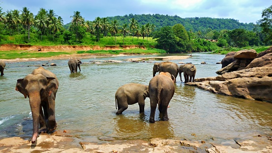 Elephant herd plays in the riverbed