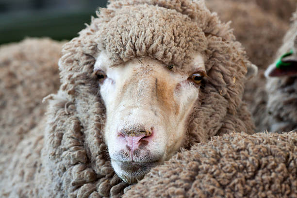 Sheep close up