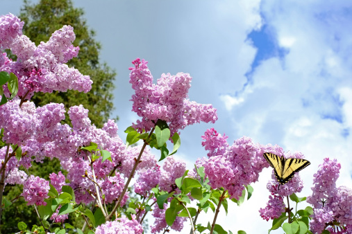 A Butterfly on a Lilac bush in summer