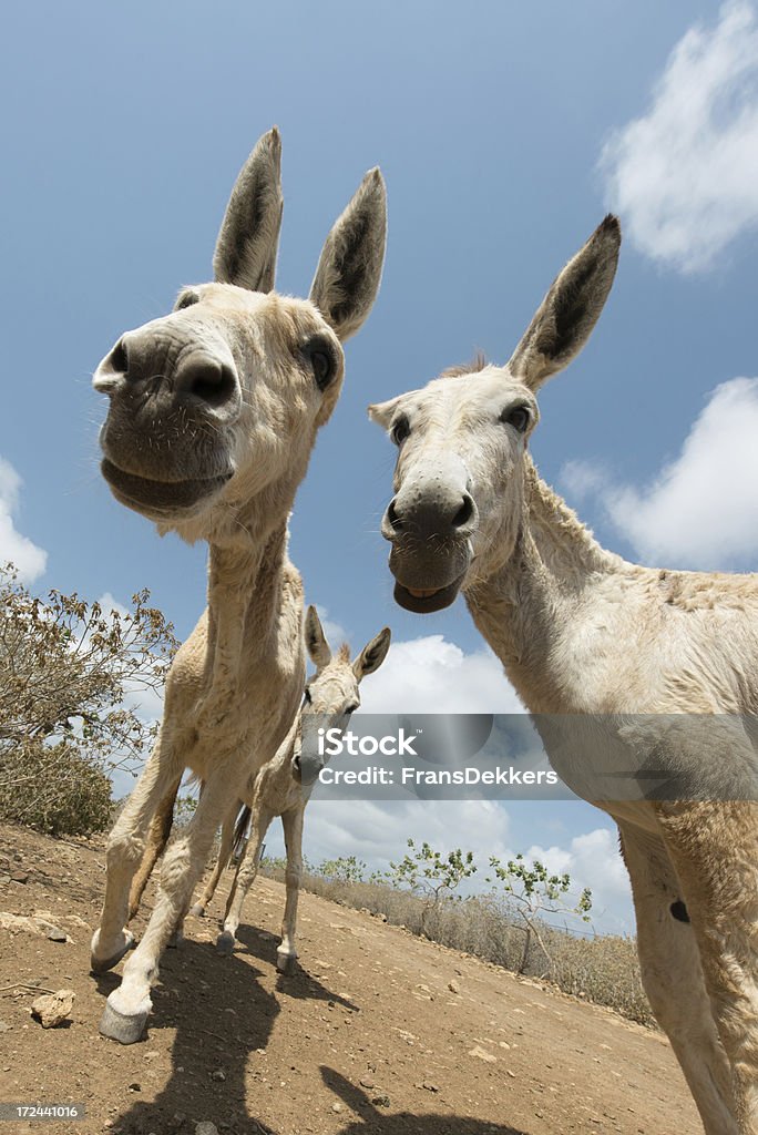 Donkeys - 로열티 프리 가축 스톡 사진