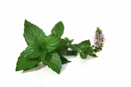 Fresh spearmint leaves and flower from the herb garden.