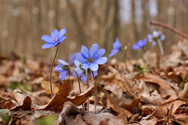 Anemone hepatica (Hepatica nobilis) flowering in spring in the forest