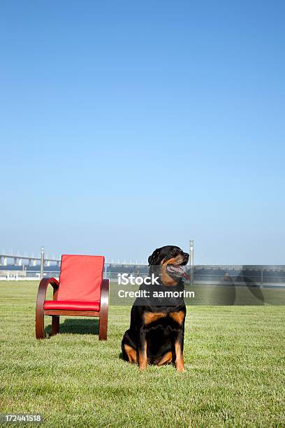 Rottweiler - イヌ科のストックフォトや画像を多数ご用意 - イヌ科, カラー画像, ポートレート