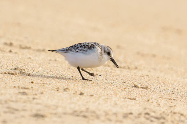 istock Sanderling close-up on the beach, California coastline 1724416315