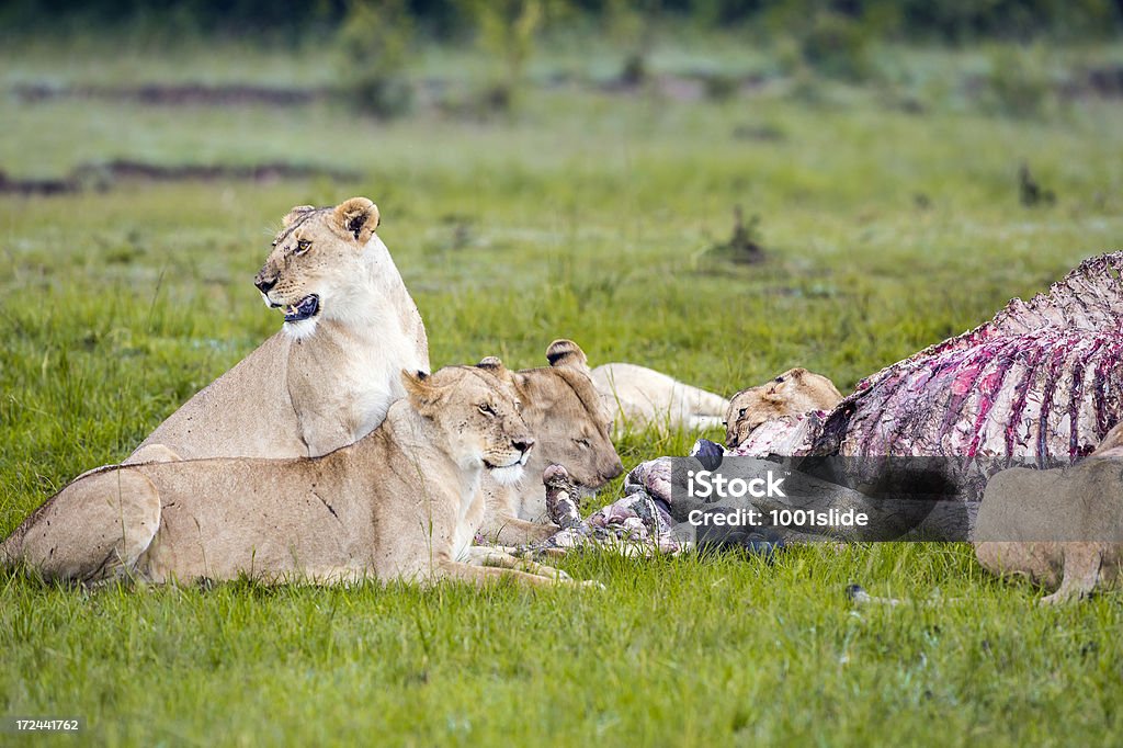 Leão africano selvagem comer um recém-mortas Buffalo - Royalty-free Alimentar Foto de stock