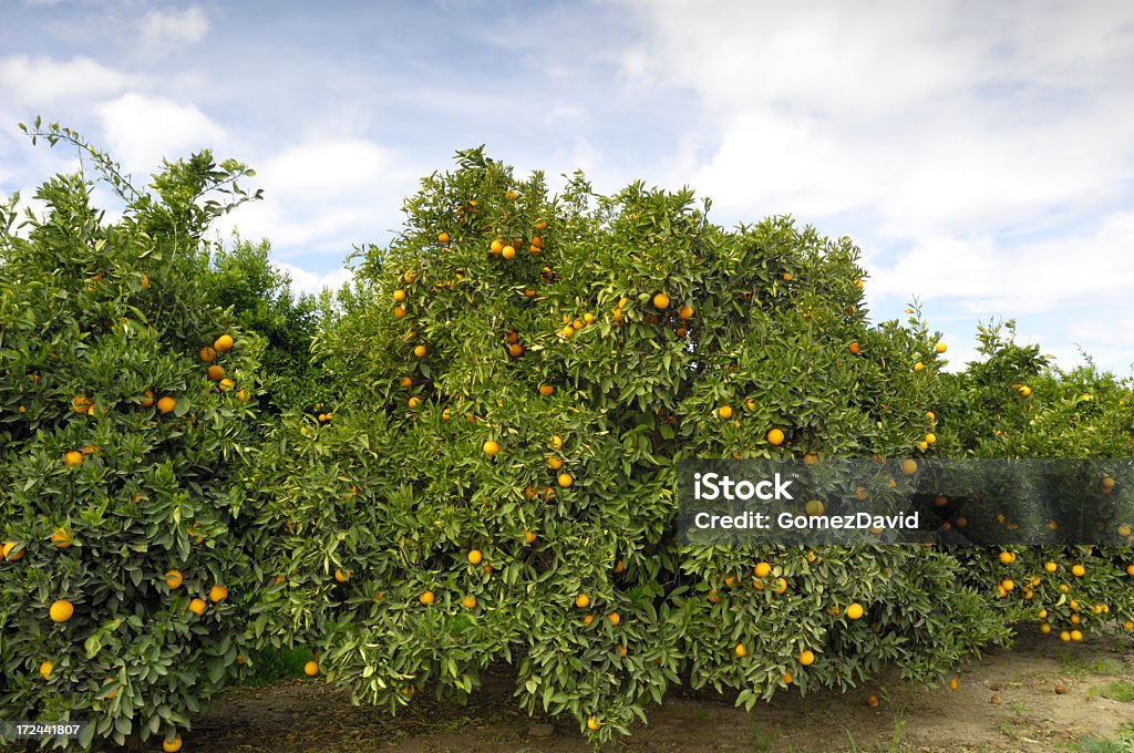 과수원 of 네이블 오렌지 나무를 - 로열티 프리 0명 스톡 사진