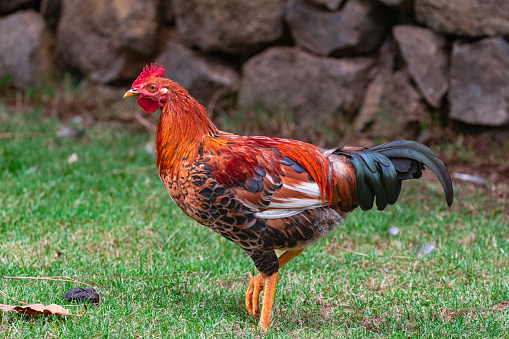 young male rooster, on green grass surface, with rock wall background