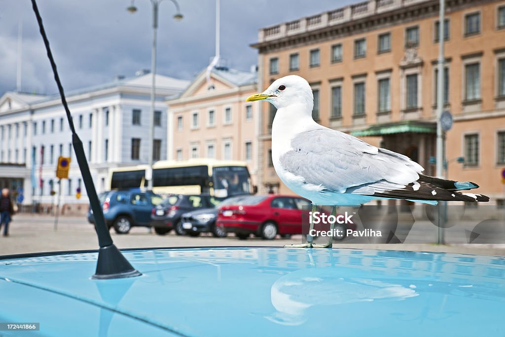 Seagull フィンランドのヘルシンキにおけるヨーロッパ - バスのロイヤリティフリーストックフォト