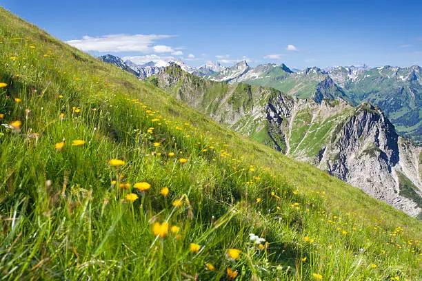 "blooming alpine summer meadows, focus on background, allgaeu"
