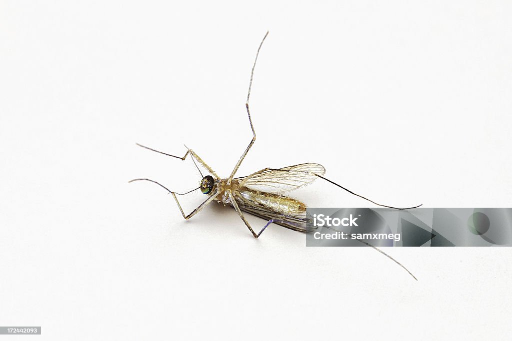 Zmarł Culex tritaeniorhynchus (mosquito) - Zbiór zdjęć royalty-free (Bezkręgowce)