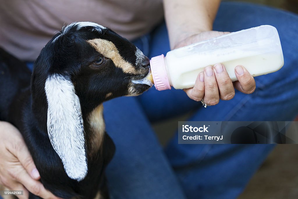 ¿La leche - Foto de stock de Botella libre de derechos