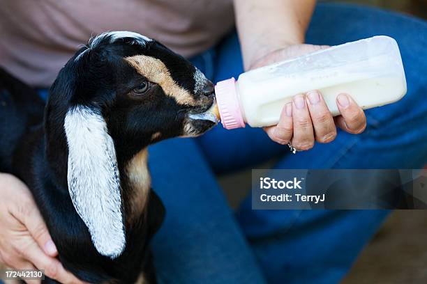 Masz Mleka - zdjęcia stockowe i więcej obrazów Butelka - Butelka, Koza - Ssaki kopytne, Butelka do karmienia