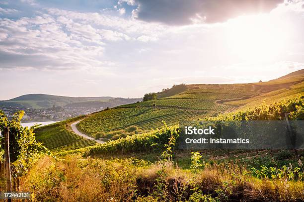 Estate Vineyard - Fotografie stock e altre immagini di Azienda vinicola - Azienda vinicola, Rheingau, Fiume Reno