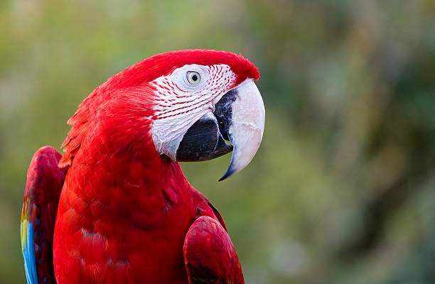 Parrot ara chilorptea blue red macaw stock photo