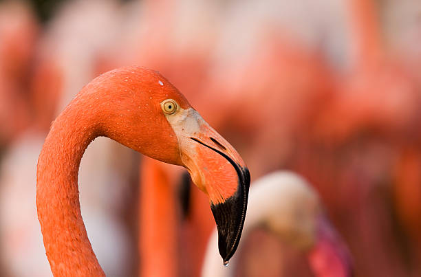 Flamingo portrait stock photo