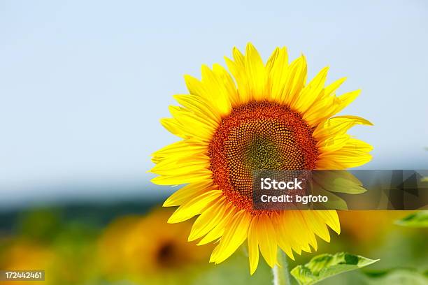 Sonnenblume Xxxl Stockfoto und mehr Bilder von Agrarbetrieb - Agrarbetrieb, Baumblüte, Blatt - Pflanzenbestandteile
