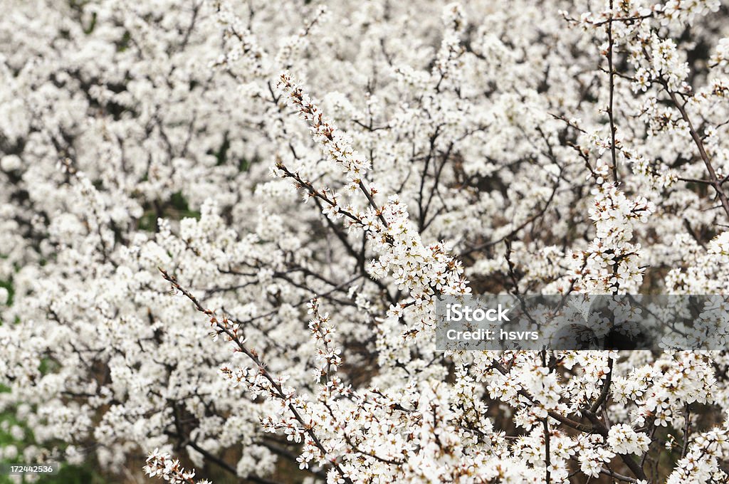 Endrino (Prunus spinosa) flores en la primavera - Foto de stock de Aire libre libre de derechos