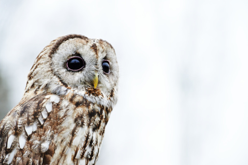An adult Tawny Owl (Strix aluco).