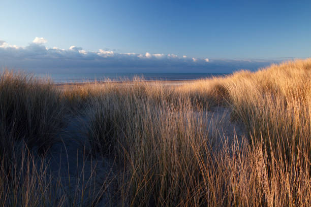 istock Dunes at the sea 172442748