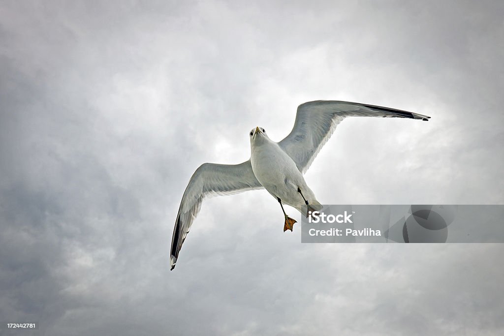 Gaivota voando no Golfo da Finlândia - Foto de stock de Animal royalty-free