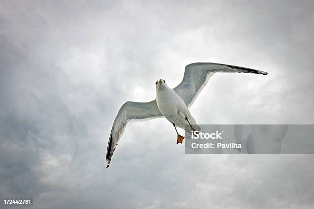 Foto de Gaivota Voando No Golfo Da Finlândia e mais fotos de stock de Animal - Animal, Animal selvagem, Asa animal