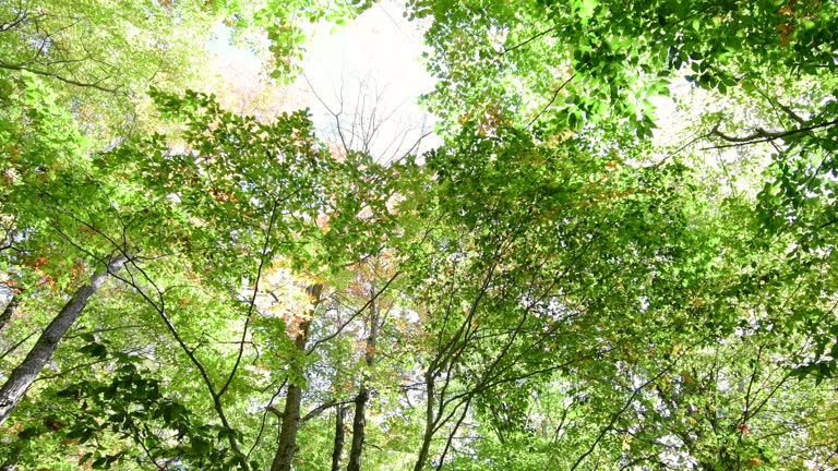 Wide angle perspective looking up at fall season trees rock city park, Olean, NY