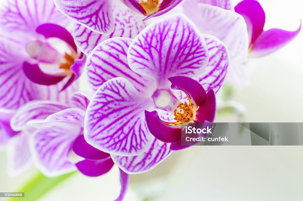 Orchid - Foto de stock de Amarillo - Color libre de derechos