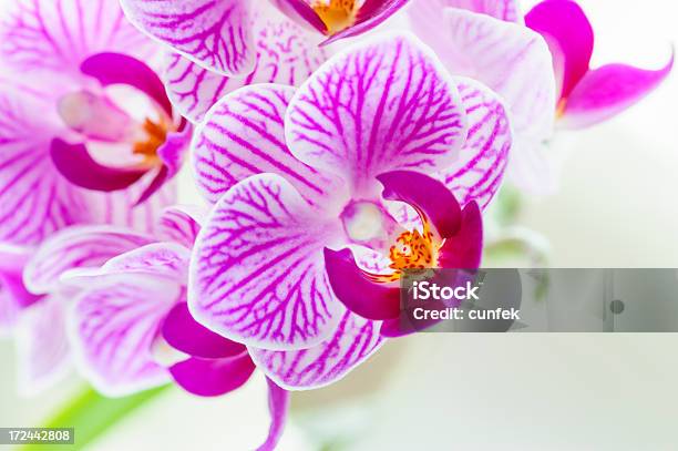 Orchidea - Fotografie stock e altre immagini di Bellezza - Bellezza, Bellezza naturale, Bianco
