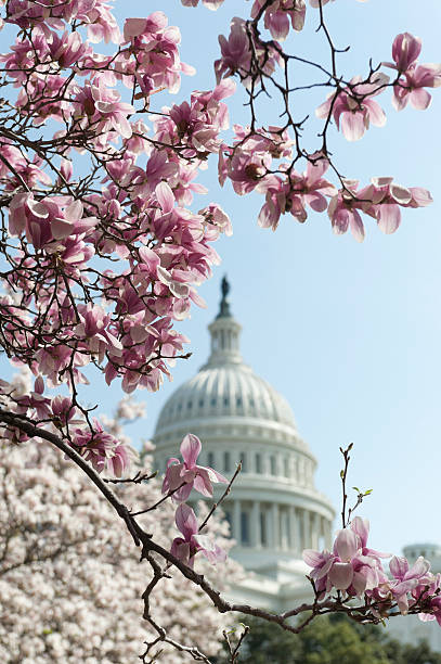 istock cherry blossoms at Capitol hill 172442822