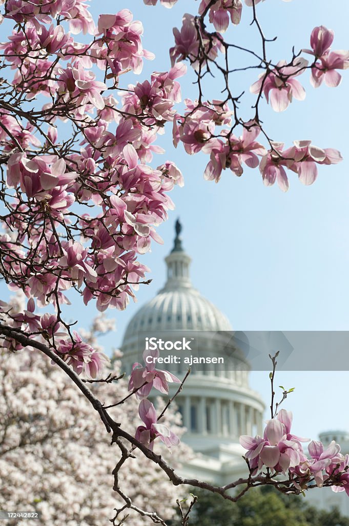 cherry blossoms на Капитолийский холм - Стоковые фото Ваш�ингтон округ Колумбия роялти-фри