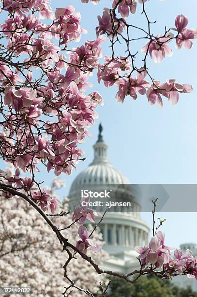 Cherry Blossoms На Капитолийский Холм — стоковые фотографии и другие картинки Вашингтон округ Колумбия - Вашингтон округ Колумбия, Вишня - дерево, Архитектура