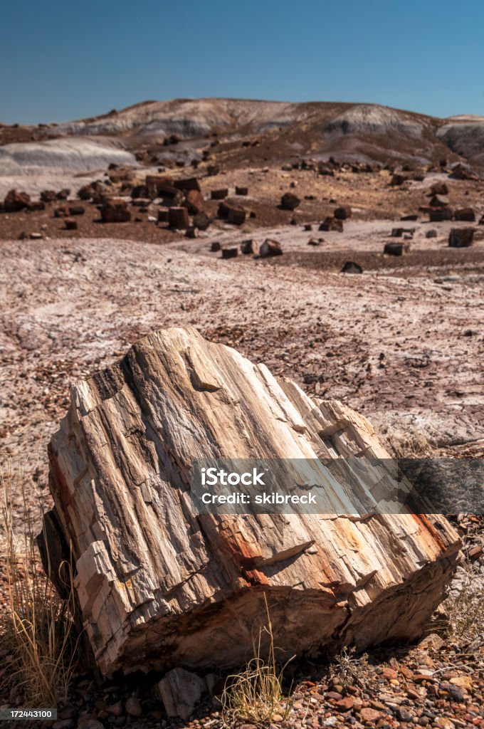 Tronc d'arbre dans la forêt Petrified Forest Natipnal Park - Photo de Arizona libre de droits