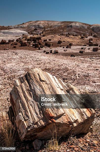 木の幹 Natipnal で化石の森公園 - アメリカ南西部のストックフォトや画像を多数ご用意 - アメリカ南西部, アメリカ合衆国, アリゾナ州