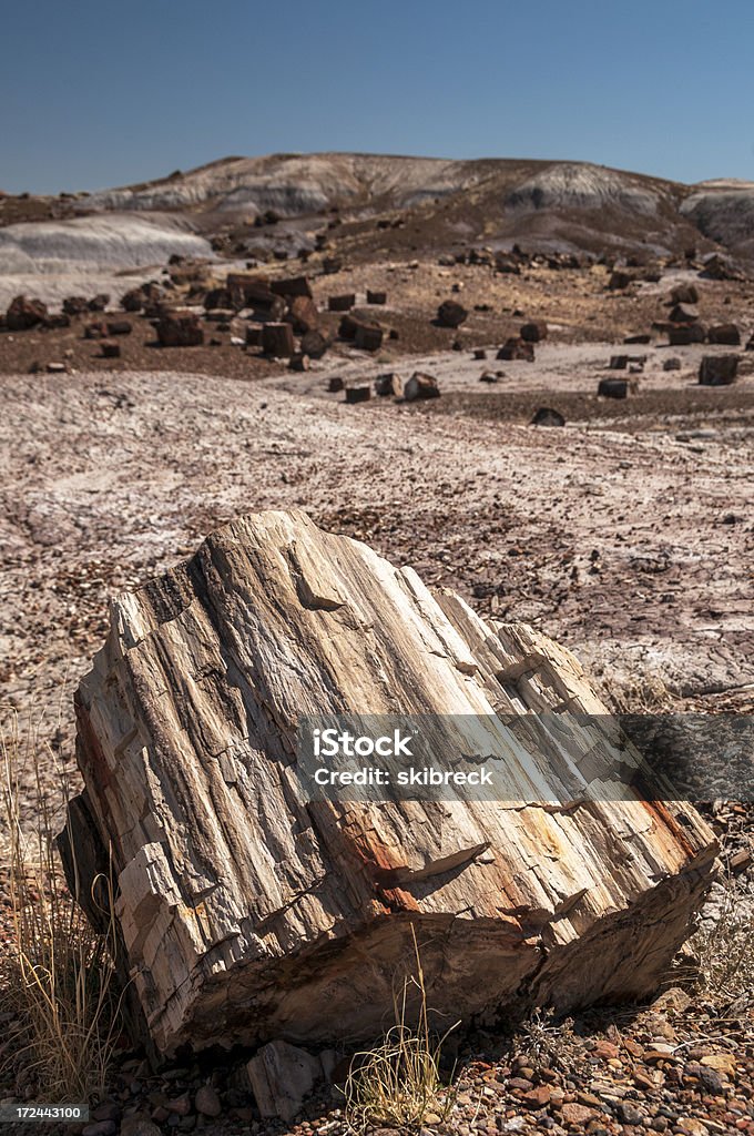 Tronco de árvore na Floresta Petrificada Natipnal Park - Foto de stock de Arizona royalty-free