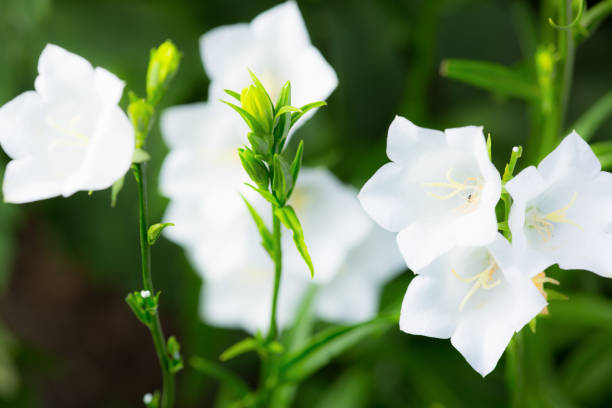 branco bellflowercity in california usa - campanula white flower single flower imagens e fotografias de stock