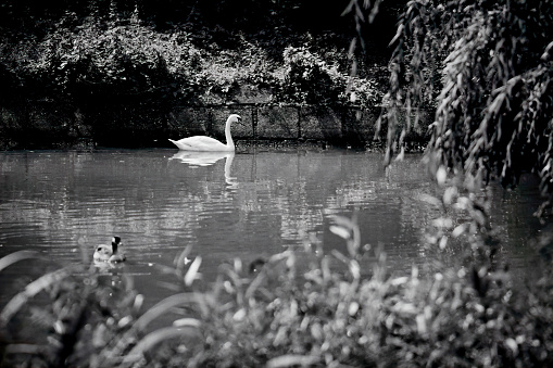 Graceful mute swan swimming on a pond surrounded by vegetation captured in black and white