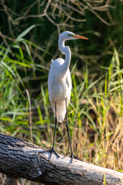 istock Great egret (Ardea alba) or the common egret 1724433956