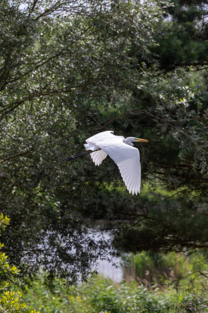 istock Great egret (Ardea alba) or the common egret 1724433971