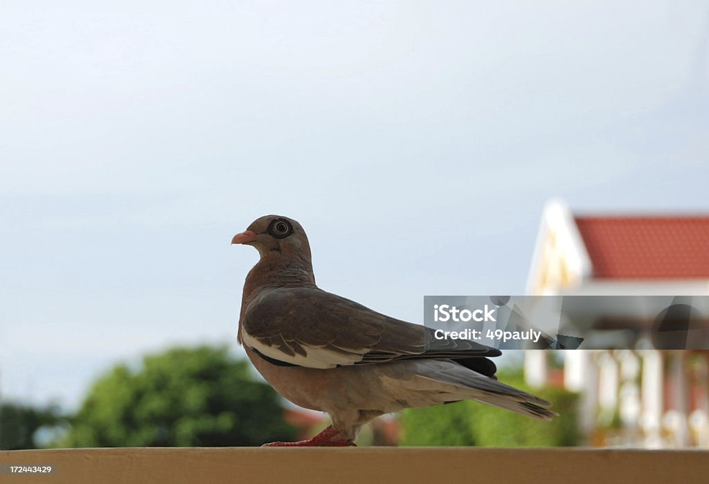 Bare-eyed Pigeon encaramado a Baranda - Foto de stock de Paloma torcaz - Ave libre de derechos