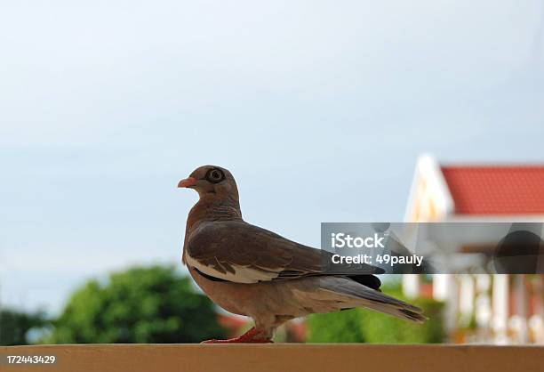Non Rivestitoeyed Pigeon In Piedi Sulla Ringhiera - Fotografie stock e altre immagini di Colombaccio - Colombaccio, Uccello, Albergo