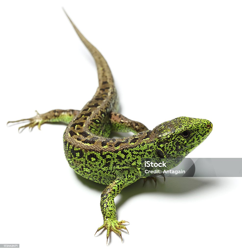 Lagarto - Royalty-free Lagarto Foto de stock