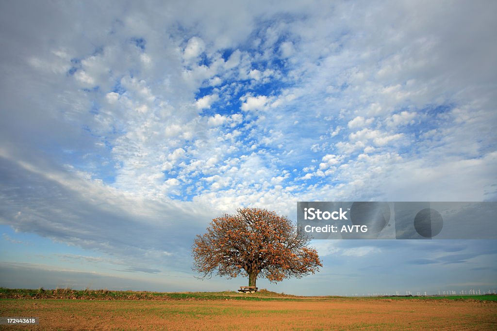 Kastanie im Herbst - Lizenzfrei Abgeschiedenheit Stock-Foto