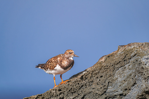 ruddy turnstone, (Arenaria interpres) in non breeding plumage, standing on volcanic rocks with sunlight and Atlantic ocean background, Tenerife, Canary islands