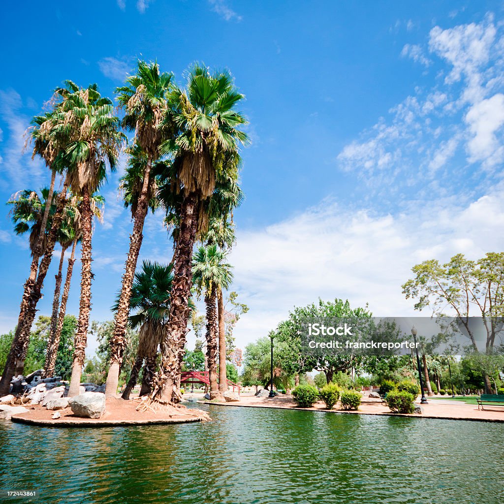 Parc de Phoenix, en Arizona - Photo de Arbre libre de droits